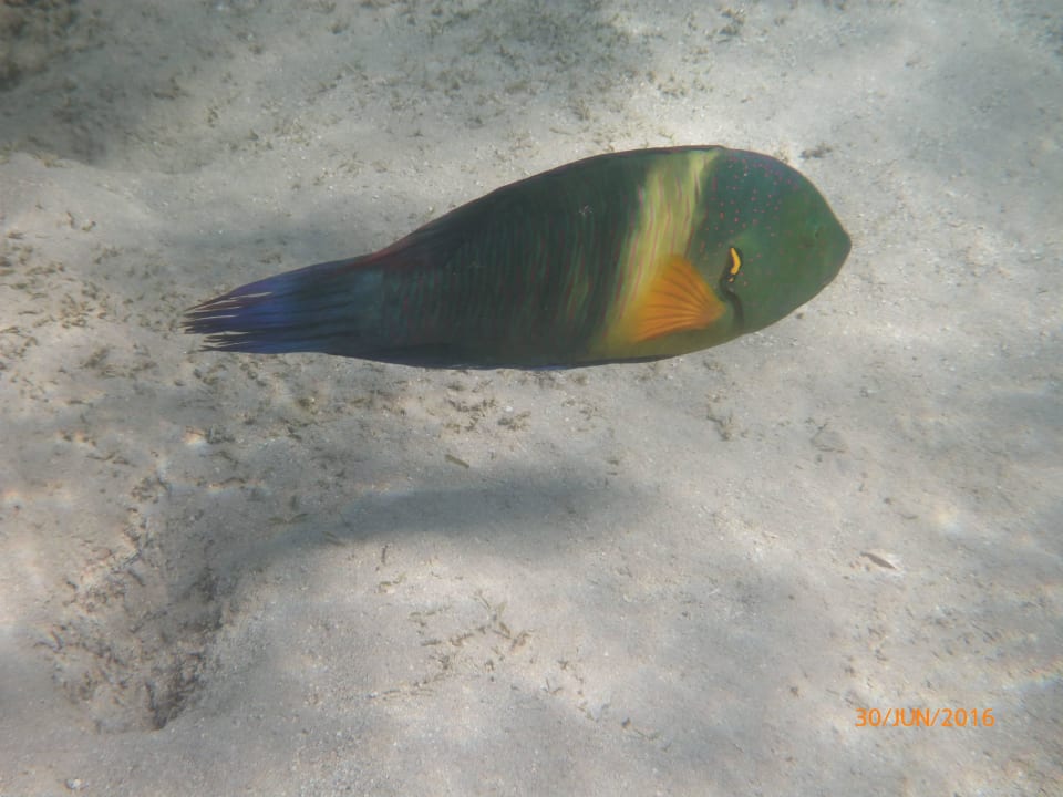 Bunter Vogel Fantazia Resort Marsa Alam