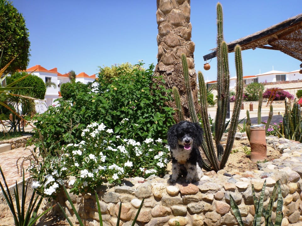 Kleines Haustier erlaubt Hotel Coral Garden
