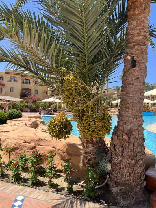 Gartenanlage Steigenberger Coraya Beach - Adults only