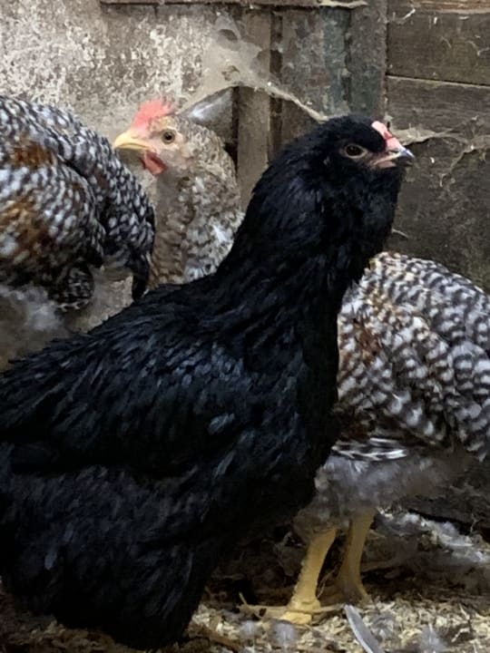 Sonstiges Gutshof Wöbbel