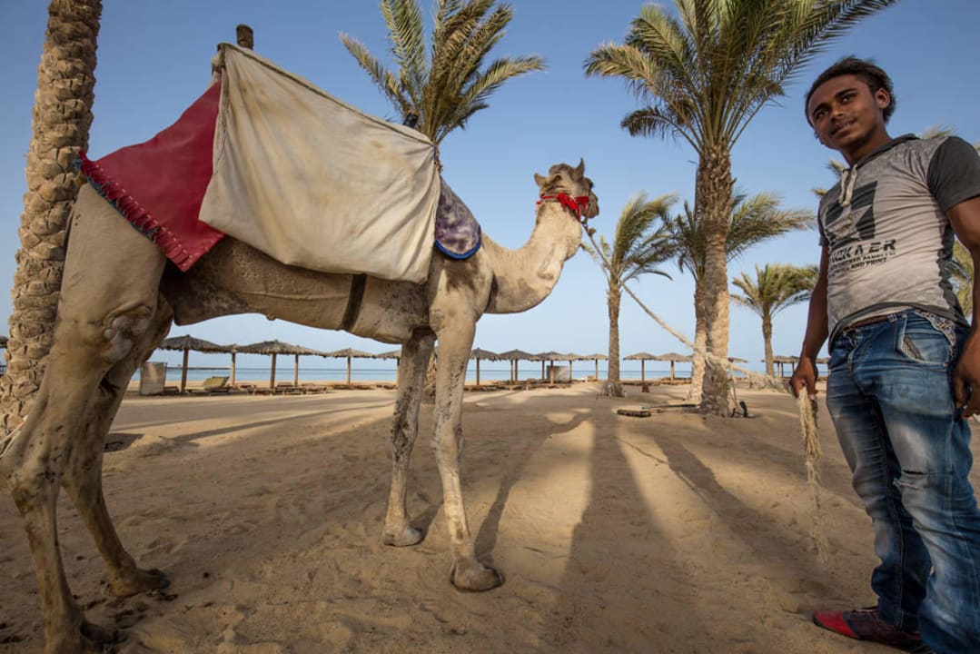 Kameltouren auf dem Hotelstrand Casa Mare Resort