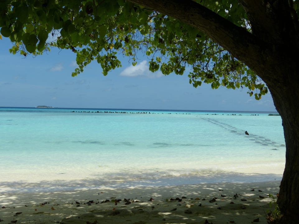 Strand Bungalows 31-33 Summer Island Maldives