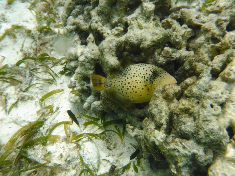 Sport & Freizeit Adaaran Select Hudhuran Fushi - Premium All Inclusive