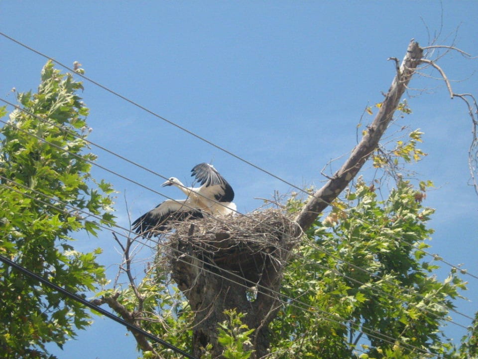 Storch in Sicht Dalyan Basar Hotel