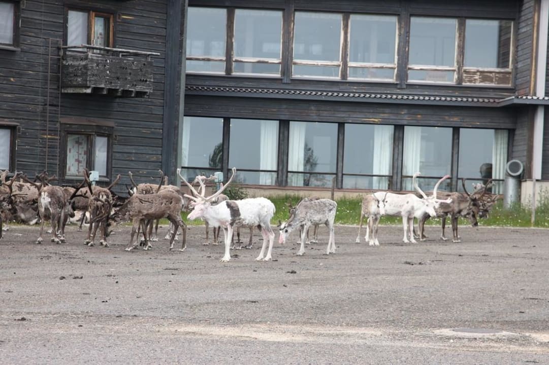 Rentierherde vor Hotel Pallas Lapland Hotel Pallas