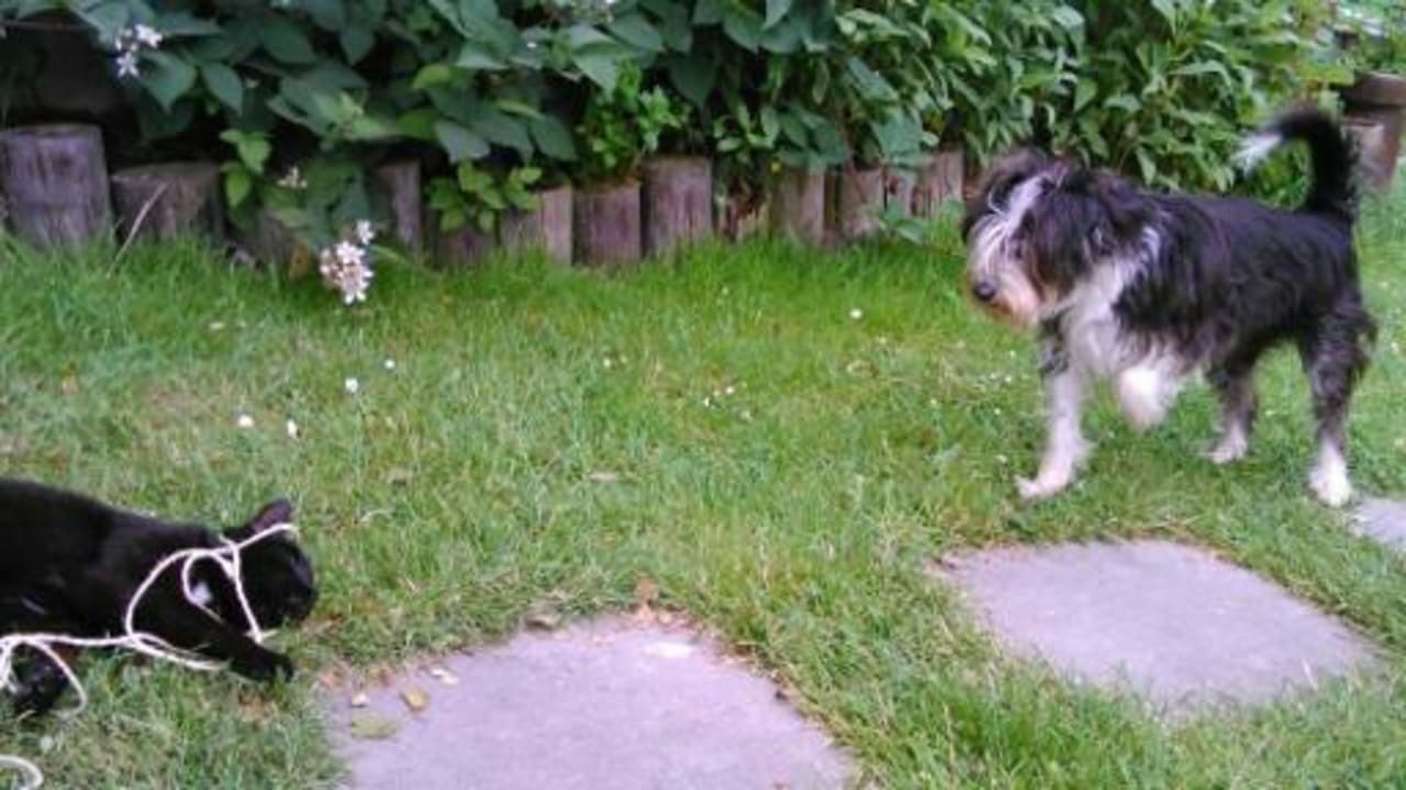 Hofhund Okko passt auf jeden auf  Ferienhof Upwarf
