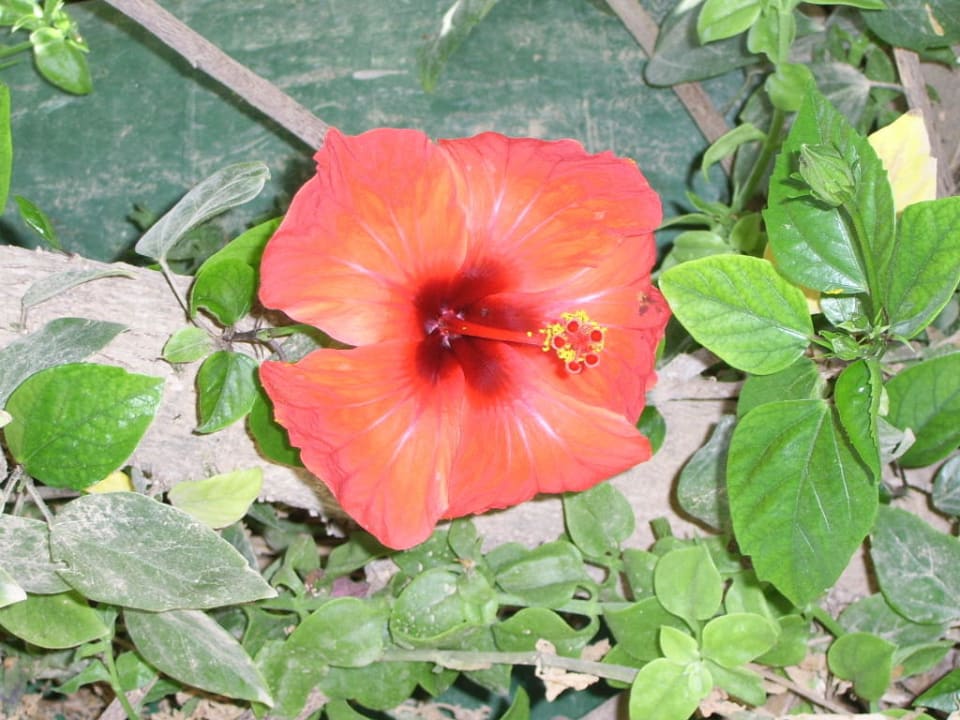 Hibiskusblüte Hotel Sangho Club Zarzis