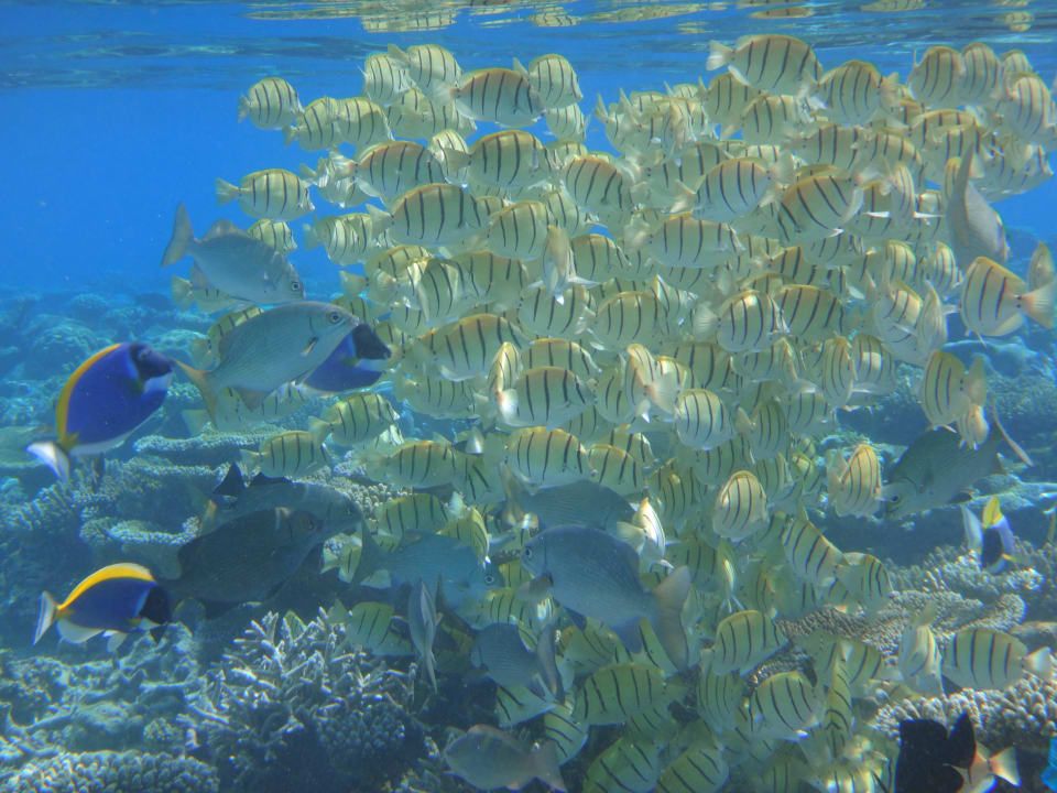 Unterwasserwelt Eri Maldives