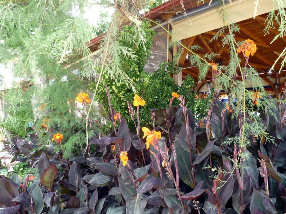 Blumen überall Hotel Maistrali