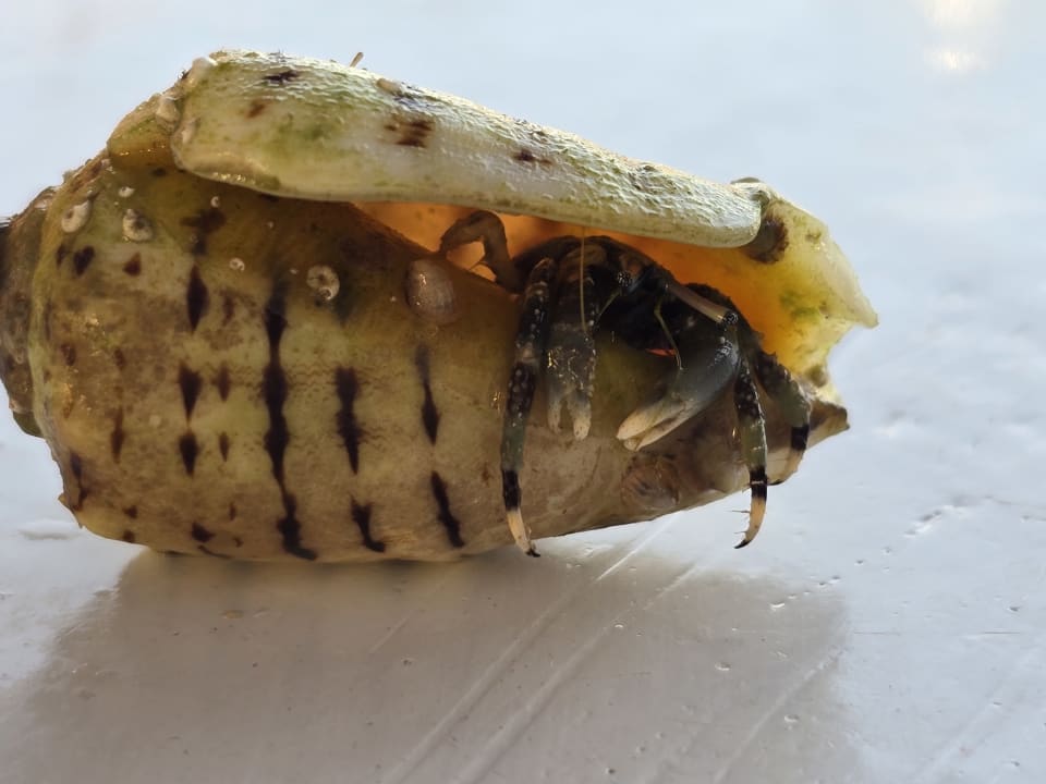 Strand Lotus Bay Beach Resort