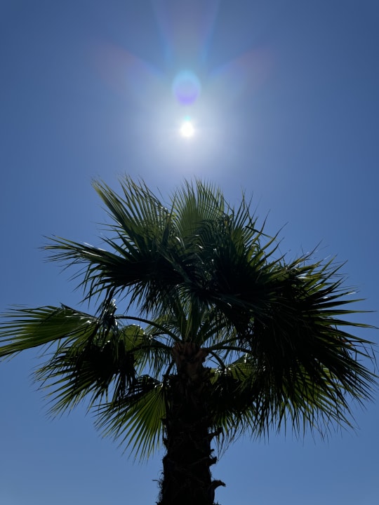 Gartenanlage Jacaranda Luxury Resort