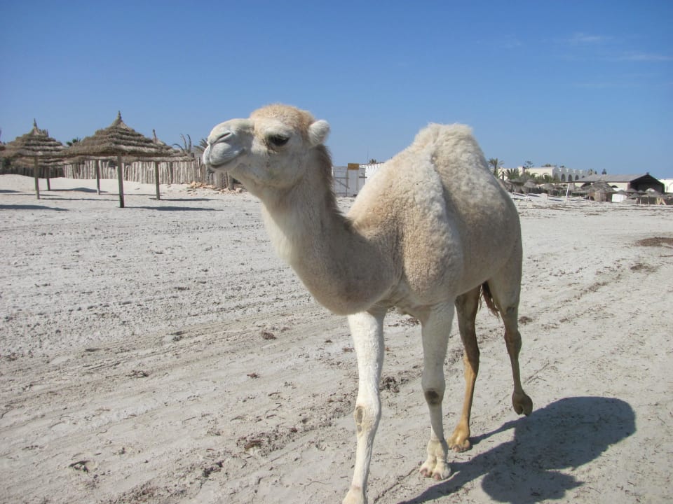 Süßes kleines Kamel Djerba Aqua Resort