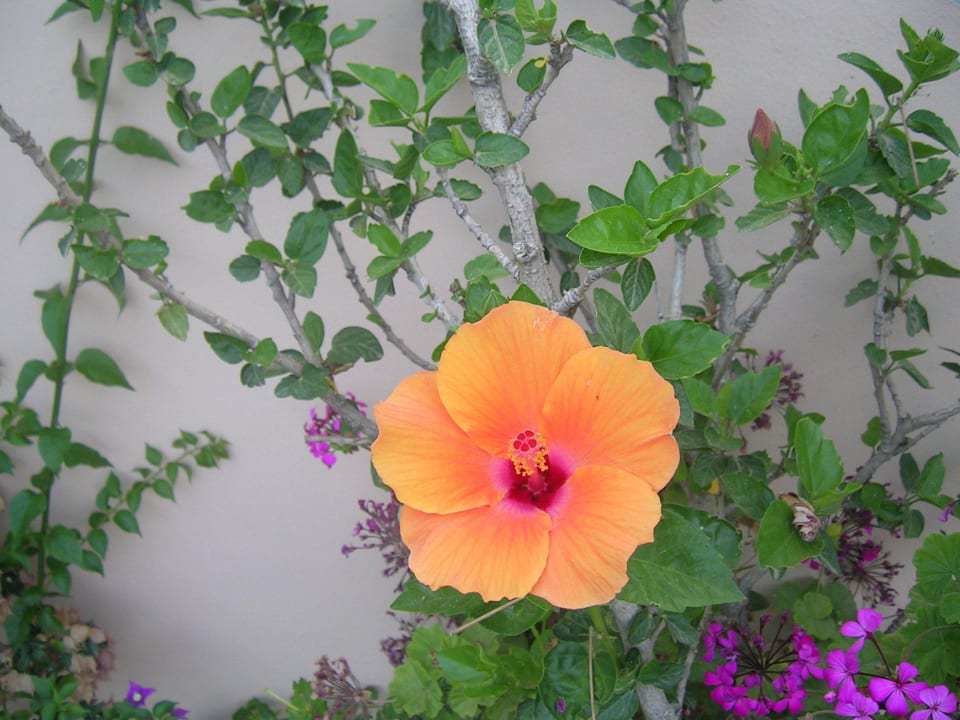 Garden Hotel Kathrin Beach