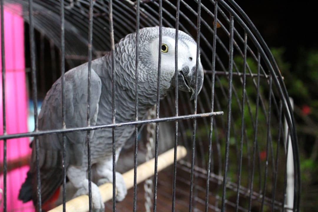 Auch er gehört dazu  Club Turtas Beach Hotel