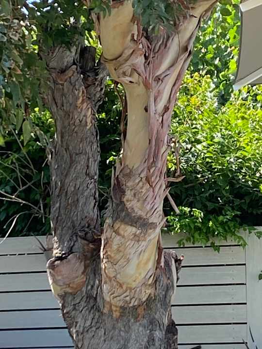 Gartenanlage Hotel Albatros