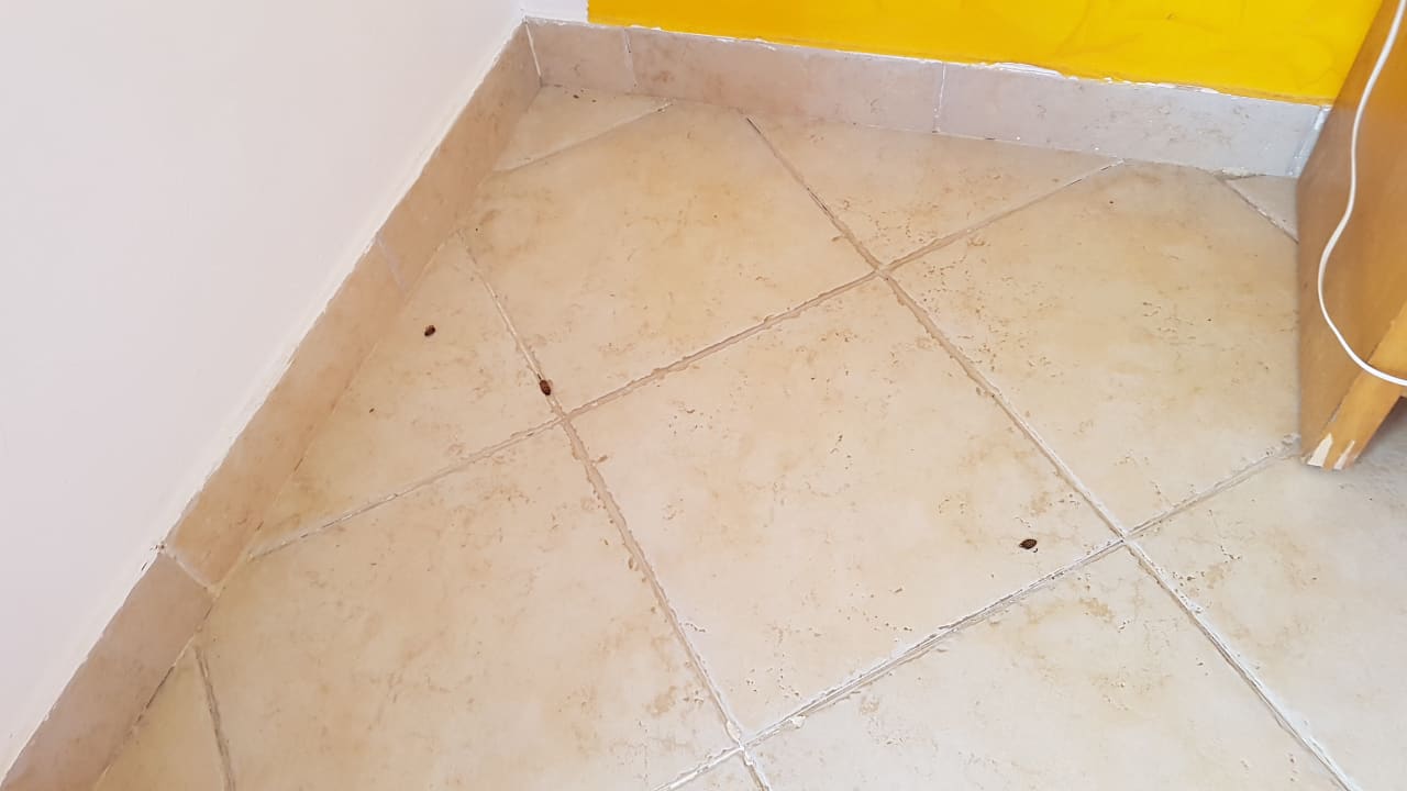 Zimmer Hotel Gorgonia Beach Resort