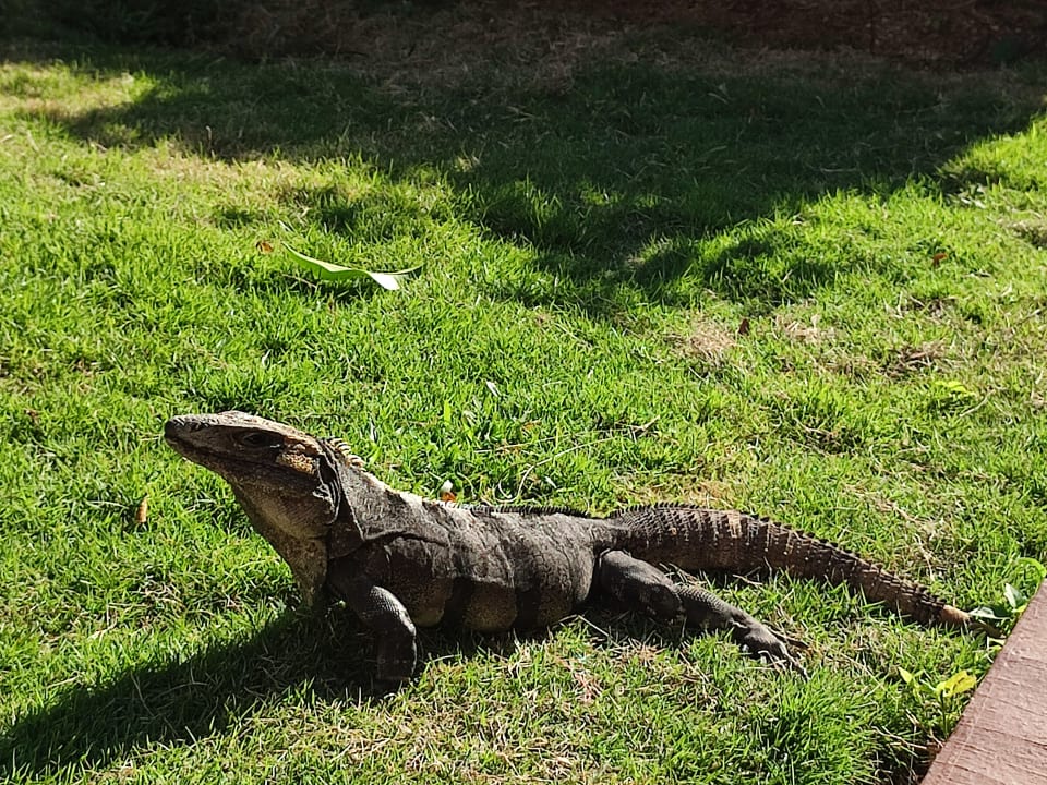 Gartenanlage Grand Palladium Select White Sand Resort & Spa