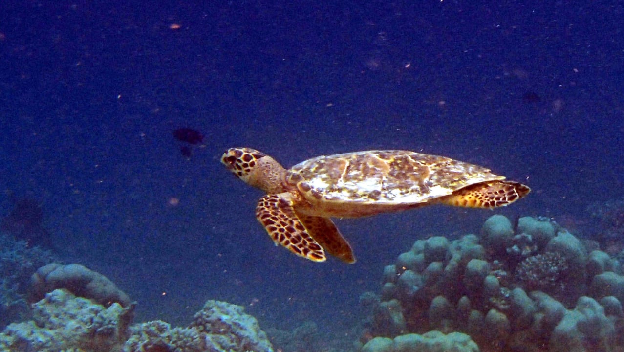 Schildkröte Biyadhoo Island Resort