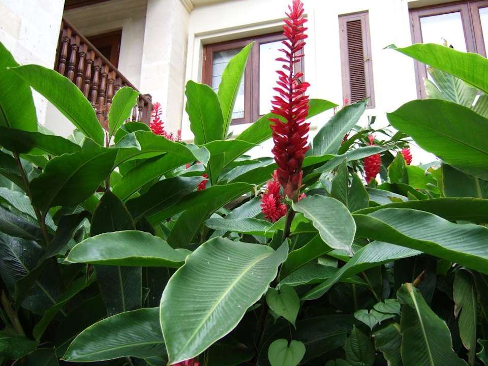 Im Clubbrereich Puri Santrian