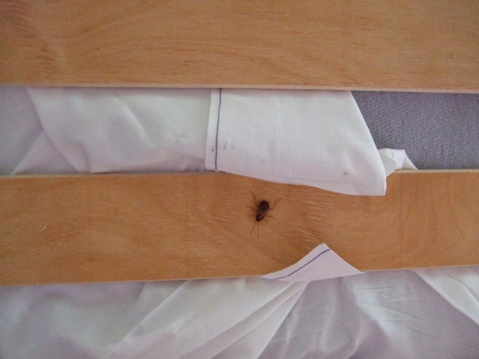 Haustiere Pierre & Vacances Resort Sainte-Anne