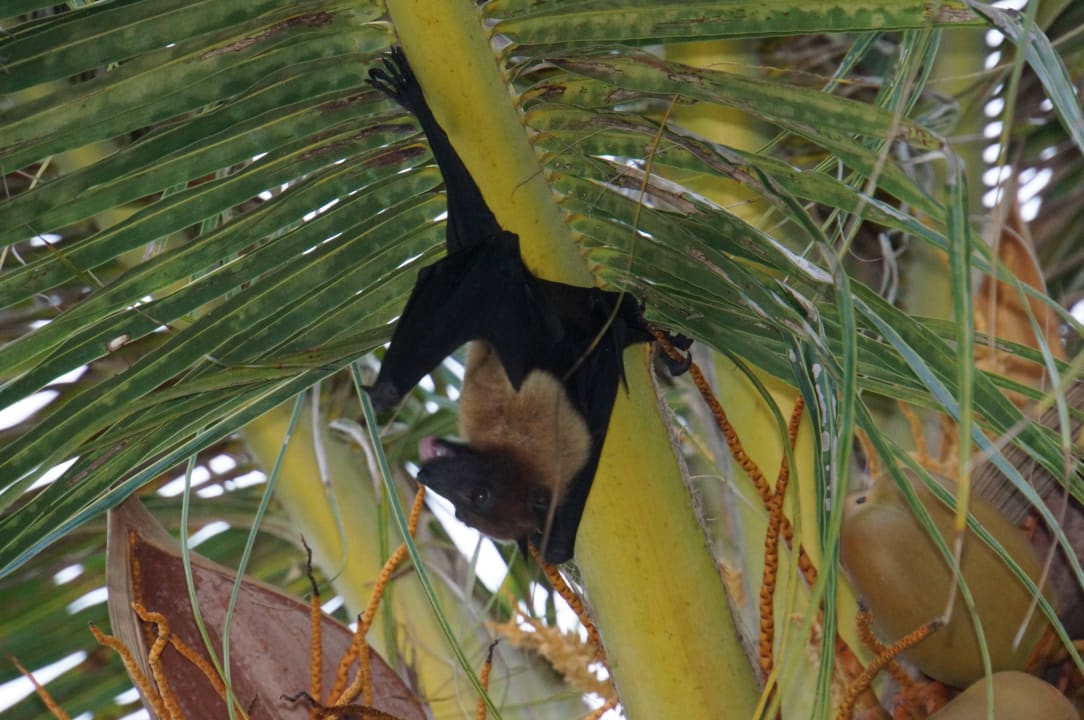 Fliegender Hund Kuredu Island Resort & Spa