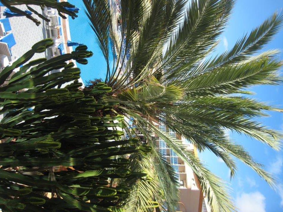 Palmen vor unserem Balkon MUR Hotel Faro Jandia & Spa Fuerteventura