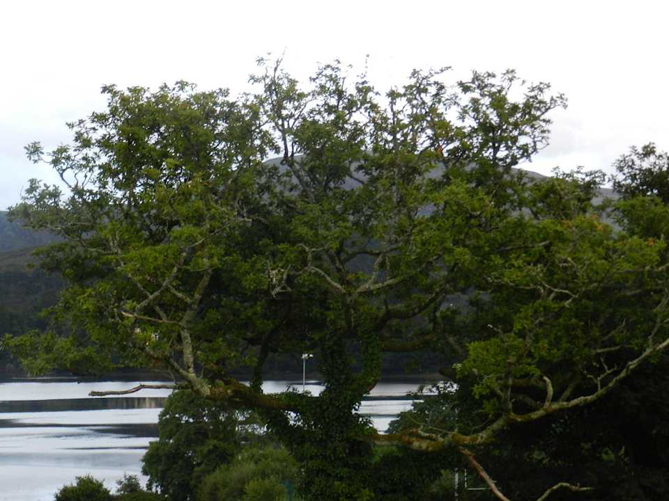 Blick auf Seitenarm des Atlantischen Ozeans B&B Abbey Court