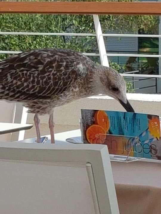 Restaurant Blau varadero - Adults only