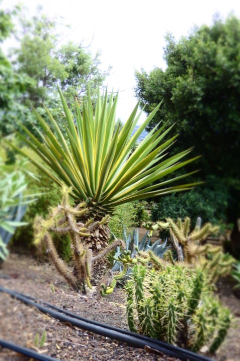 Garten vom Hotel Hotel Las Aguilas, Affiliated by Meliá