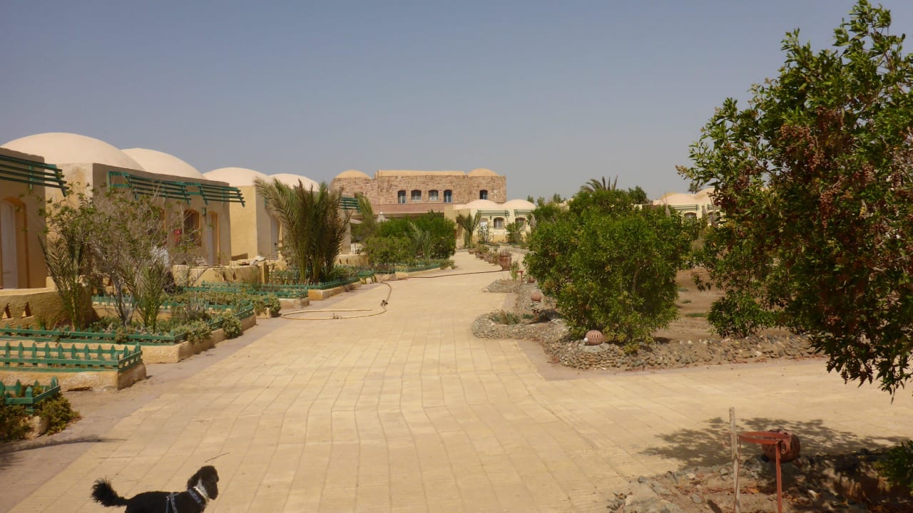 Vom Strand Richtung Pool mit unserem Zwergpudel Sea Hug Resort