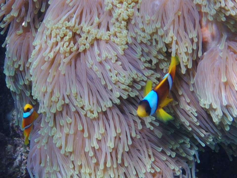 Sonstiges Shams Alam Beach Resort