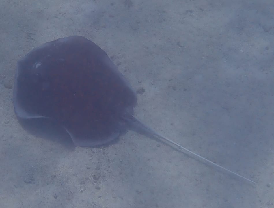 Sport & Freizeit Mövenpick Resort El Quseir