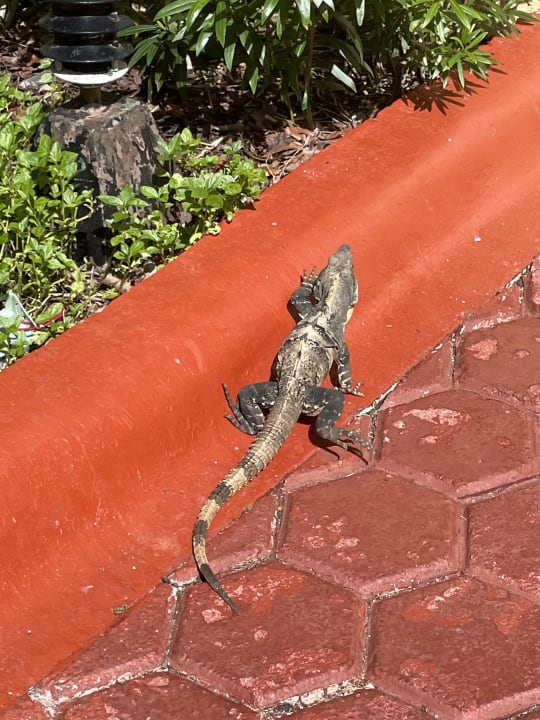 Sonstiges Catalonia Royal Tulum Beach & Spa Resort - Adults only