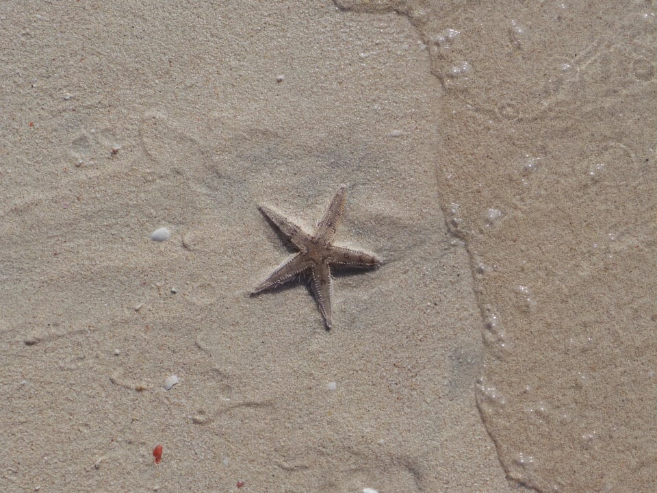 Seestern Hilton Dubai Jumeirah