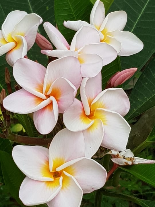 Gartenanlage Villa Lucky Star