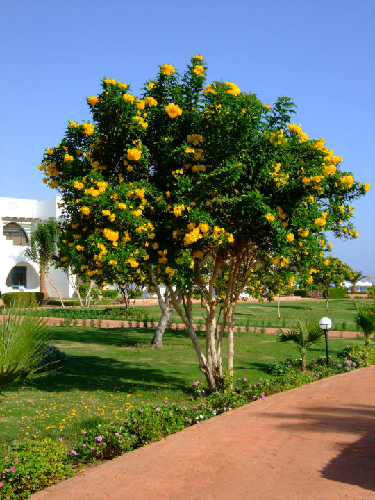 Gartenanlage Three Corners Equinox Beach Resort