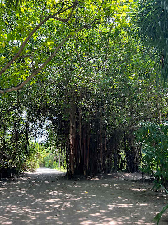 Gartenanlage Kuredu Island Resort & Spa