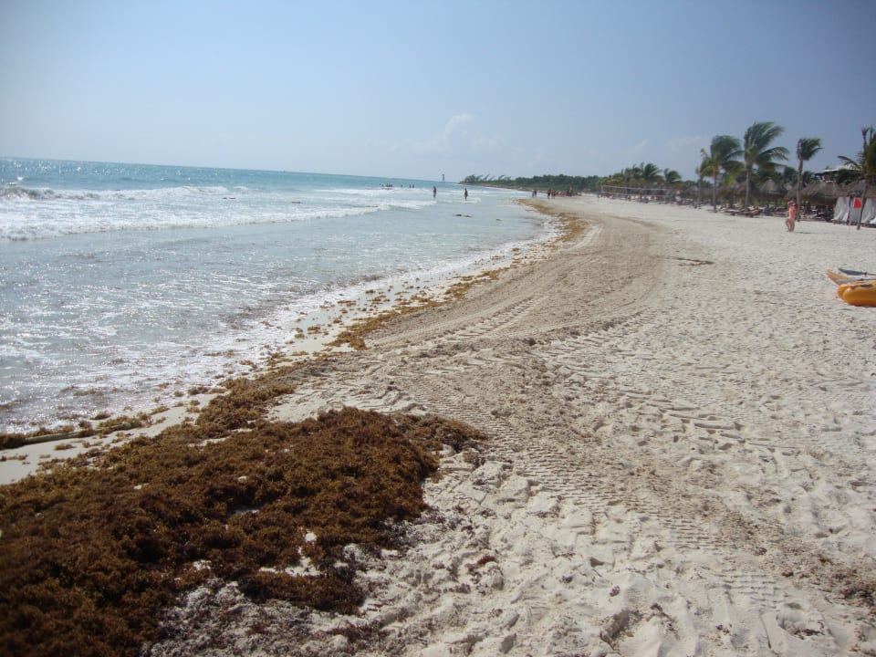 Übergang, Nachbarhotels leisteten sich Maschinen Catalonia Playa Maroma