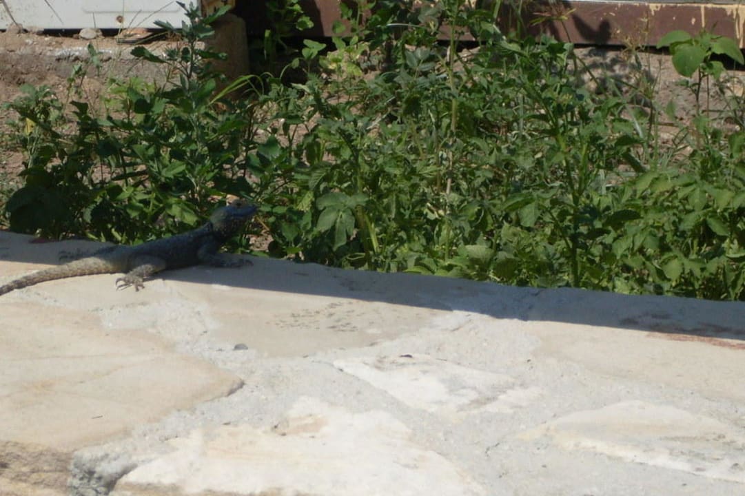 Da hat sich jemand verirrt Özlem Garden Hotel