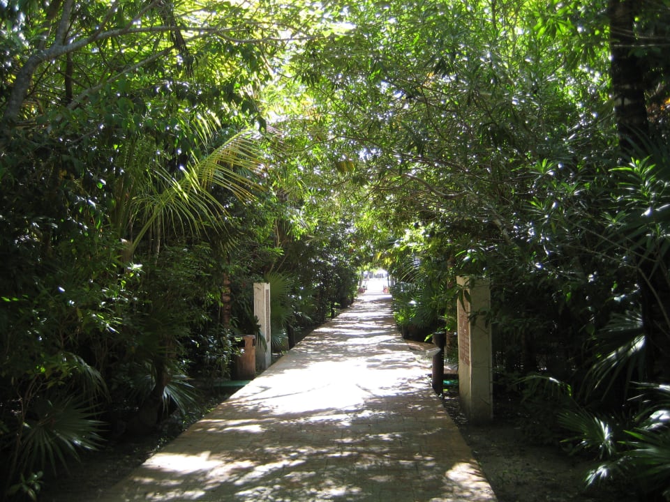 Der Hauptweg Catalonia Playa Maroma