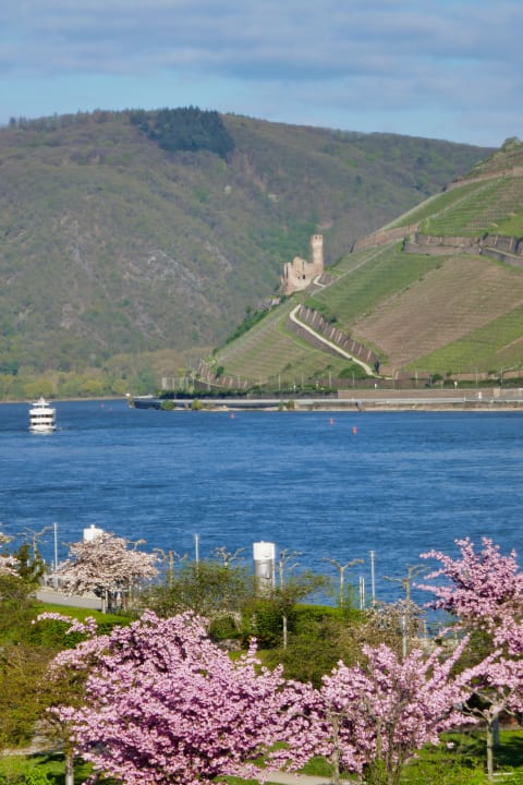 Ausblick PAPA RHEIN - Hotel & Spa