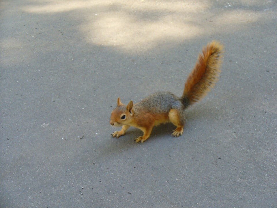 Eichhörnchen Xanadu Resort Hotel
