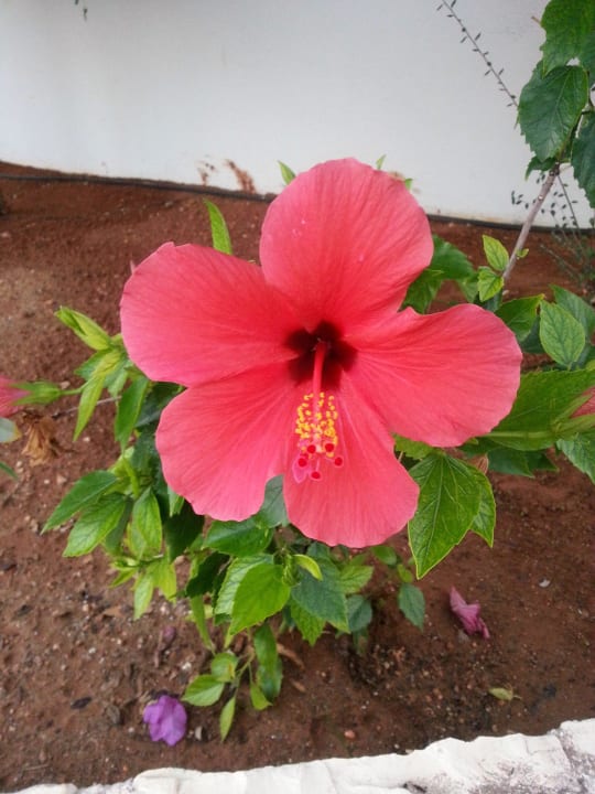 Hibiskusblüten Grand Hotel Holiday Resort