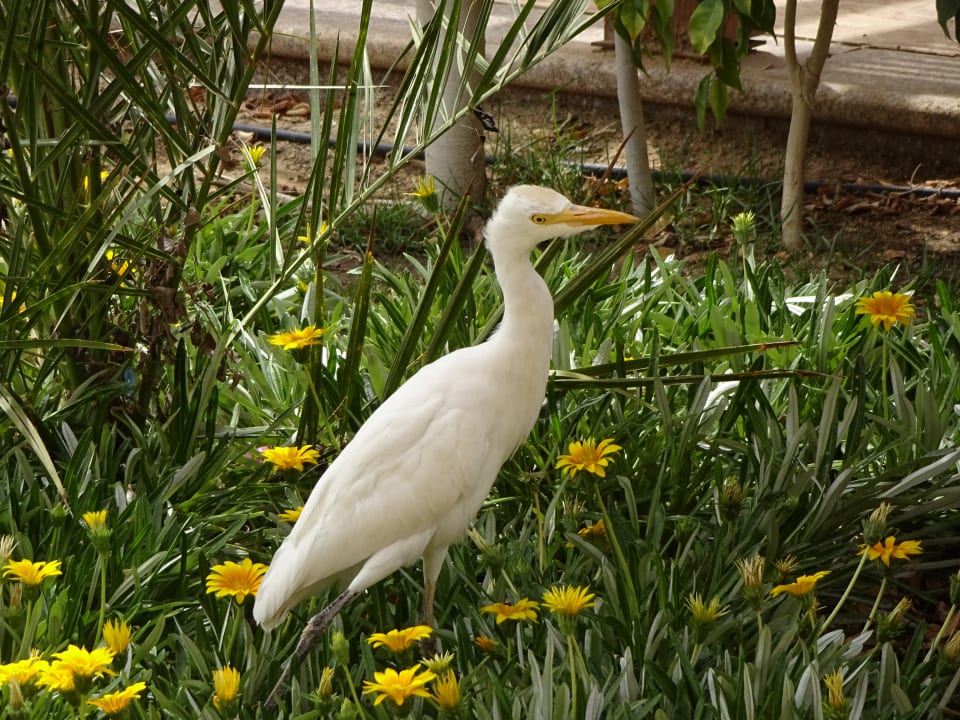 Sonstiges Shams Prestige Abu Soma-Adults Only