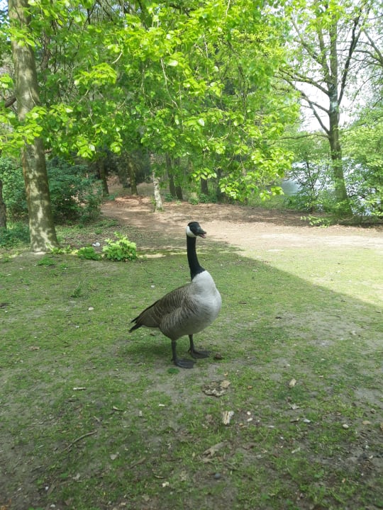 Sonstiges Center Parcs De Kempervennen