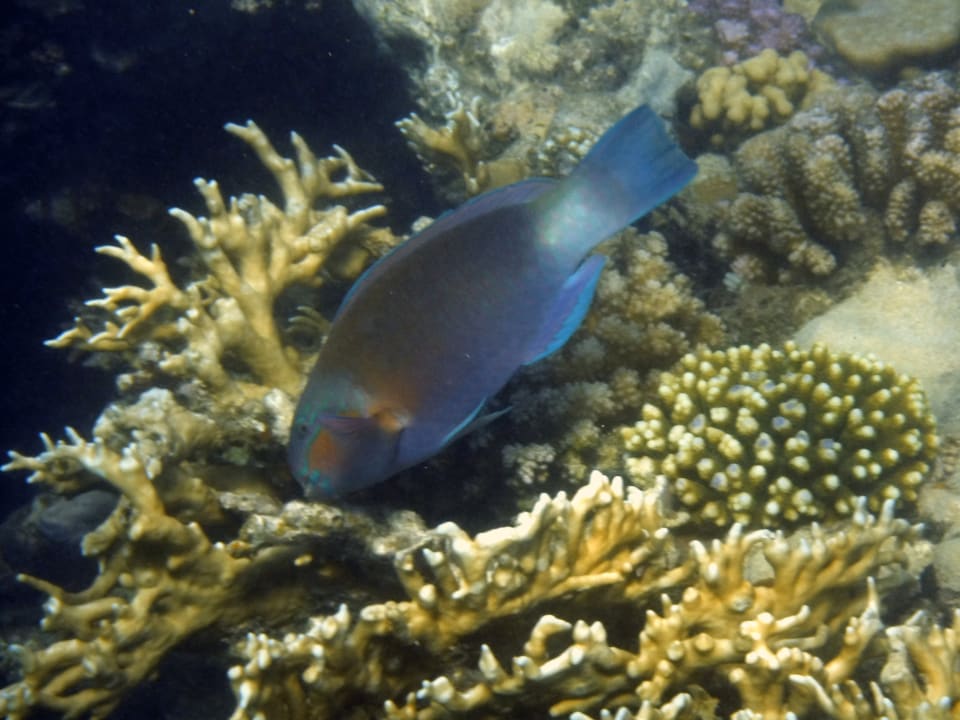 Strand Steigenberger Coraya Beach - Adults only