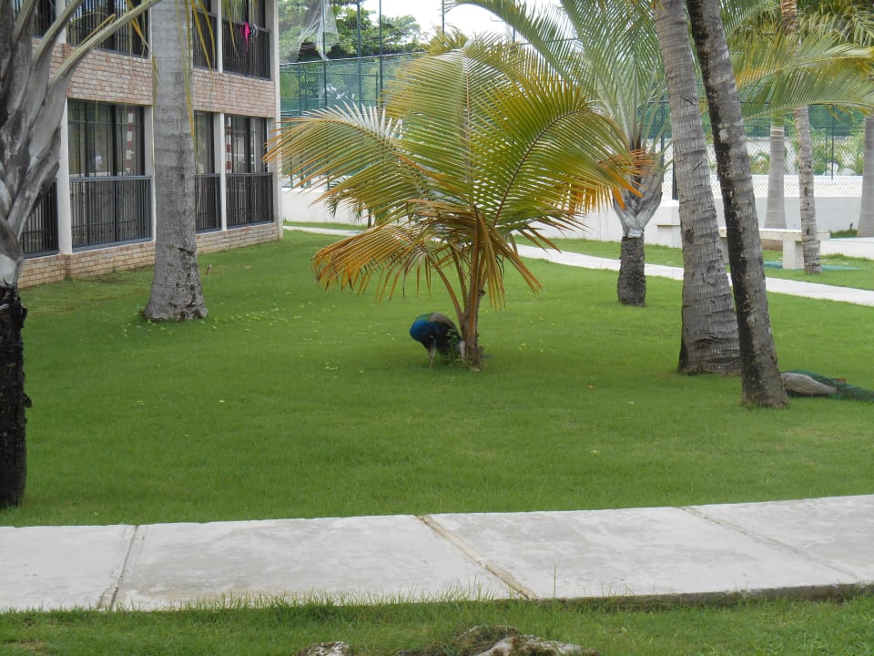 Pfau + garten Villas Bavaro Resort & Spa