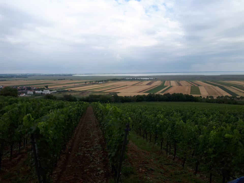 Ausblick Weingut & Gästehaus zum Seeblick - Familie Sattler