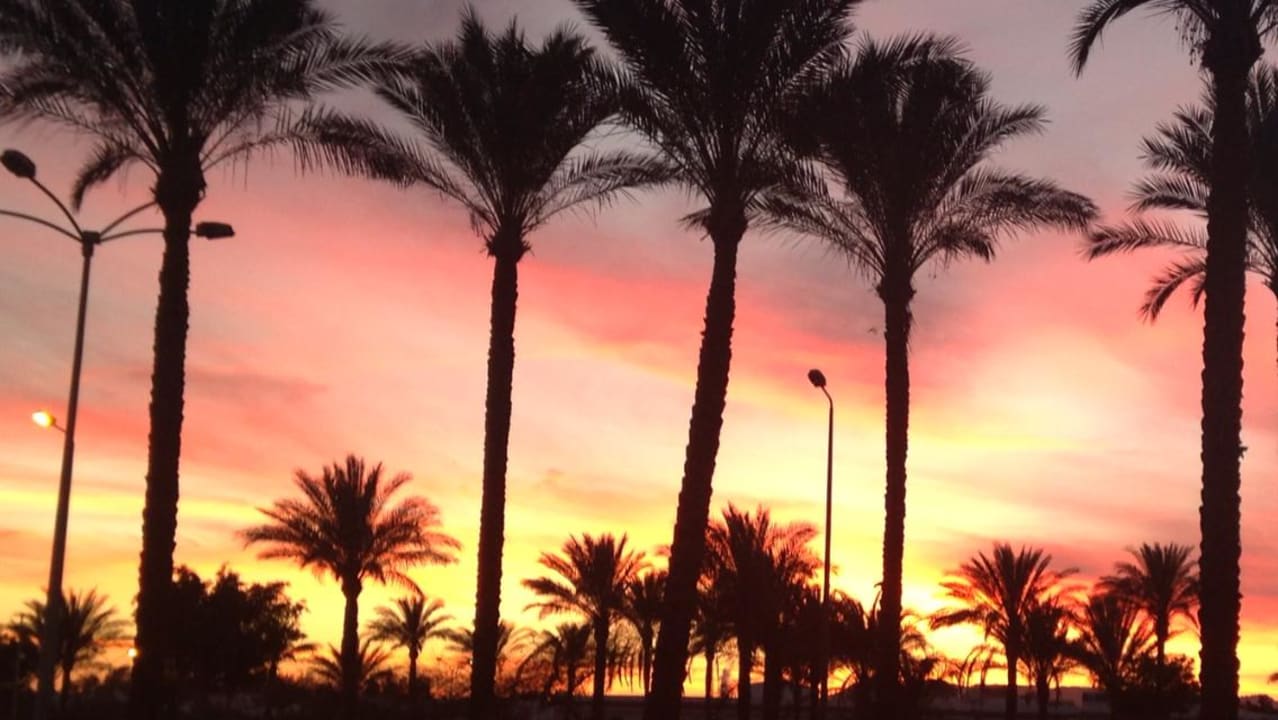 Palmen  The Grand Hotel Sharm El Sheikh