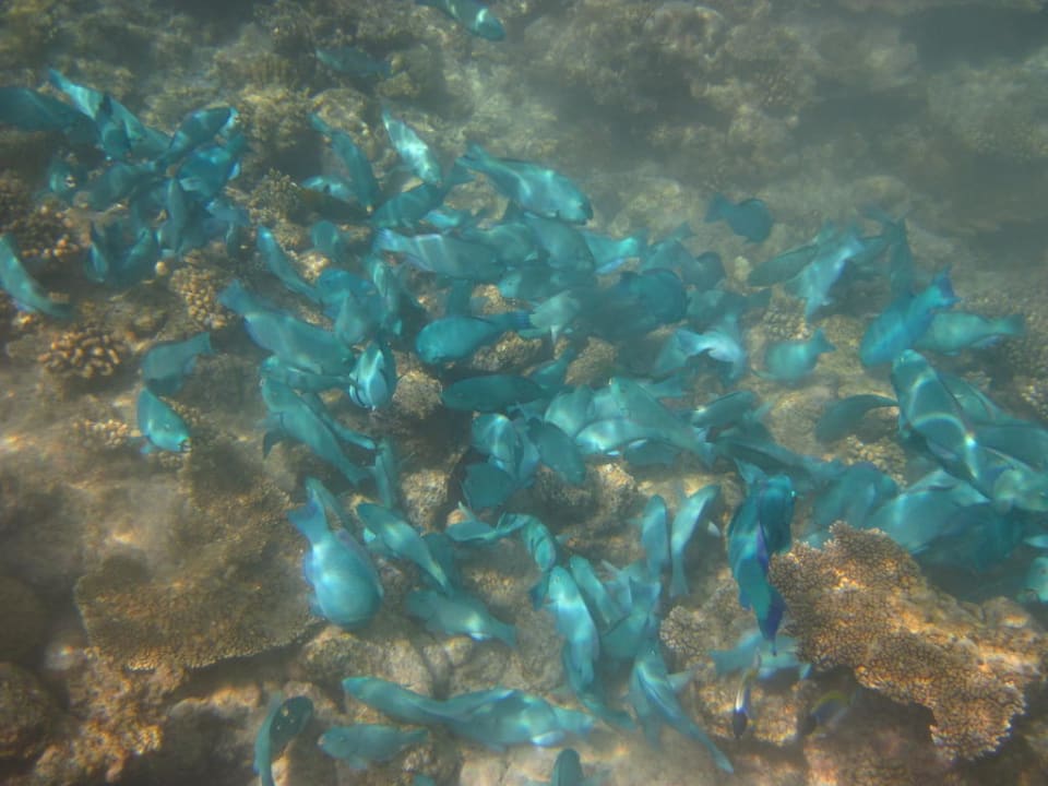 Papageinfische Kuramathi Maldives